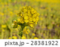 菜の花畑、その4 28381922