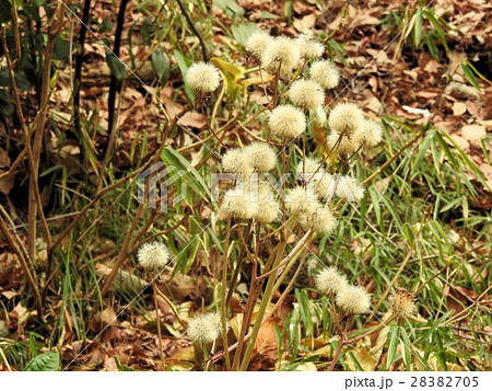 ツワブキの種子／椿山荘 28382705