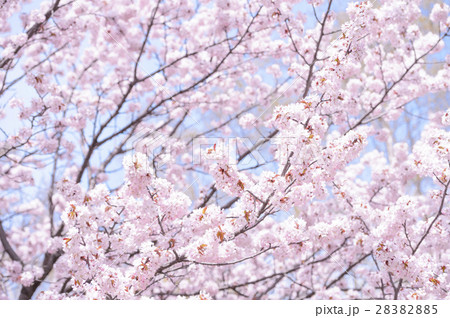 満開の桜(ハイキー) 満開の桜(ハイキー) 28382885