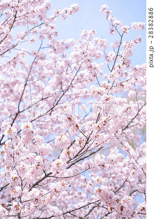 満開の桜（ハイキー） 28382886
