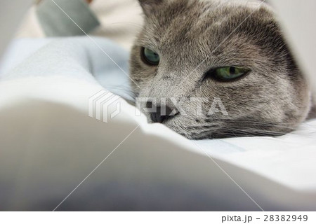 ロシアンブルー 28382949