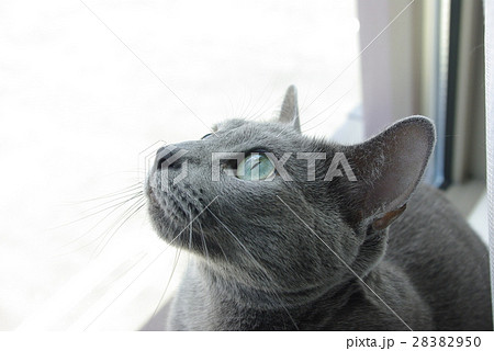 猫【ロシアンブルー】 28382950