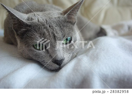 猫【ロシアンブルー】 28382958