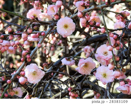 梅の花 天王寺の写真素材 2109