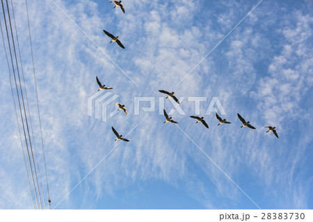 夕日に照らされる渡り鳥008 28383730