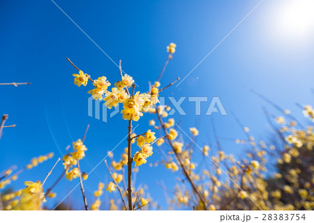 Flowers of Winter sweet,in Tokyo,Japan 28383754