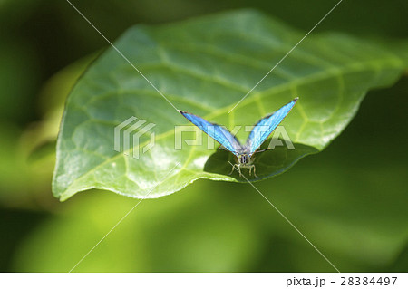 ミドリシジミ 28384497