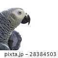 African Grey Parrot on white 28384503