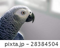 African Grey Parrot 28384504