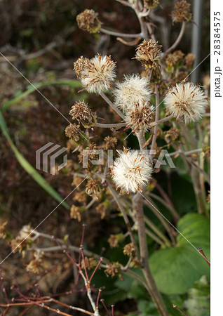 ツワブキの綿毛 ツワブキの綿毛 28384575