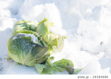 雪中甘藍/雪中かんらん/雪中キャベツ/雪下キャベツ/雪の中で育つキャベツは甘い(長野県信州小谷村) 雪中甘藍/雪中かんらん/雪中キャベツ/雪下キャベツ/雪の中で育つキャベツは甘い(長野県信州小谷村) 28384680