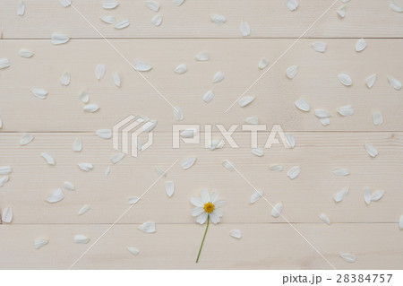 White Spanish needle flower and white petals White Spanish needle flower and white petals 28384757