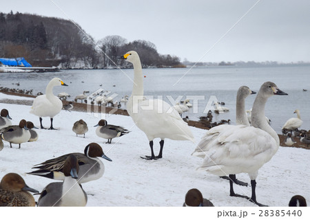 猪苗代湖の白鳥たち 28385440