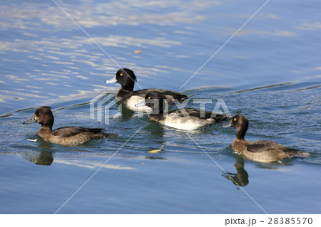 キンクロハジロ キンクロハジロ 28385570