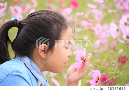 コスモス畑で花の香りを楽しむ小学生女子の写真素材