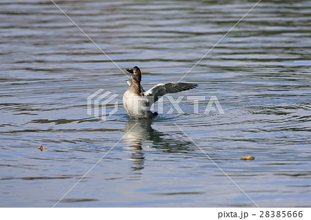 ホシハジロ 28385666