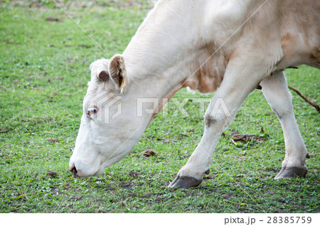 white cow on the pasture white cow on the pasture 28385759