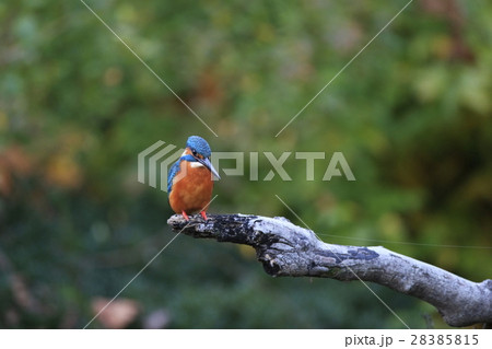カワセミ 28385815