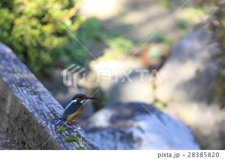 カワセミ 28385820