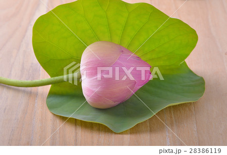 Beautiful lotus with leaf on wooden background Beautiful lotus with leaf on wooden background 28386119