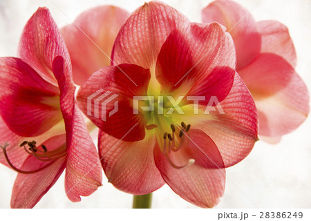 アマリリスの花の写真素材