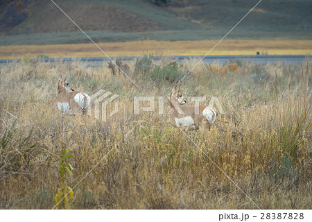 Wild Pronghorn 28387828