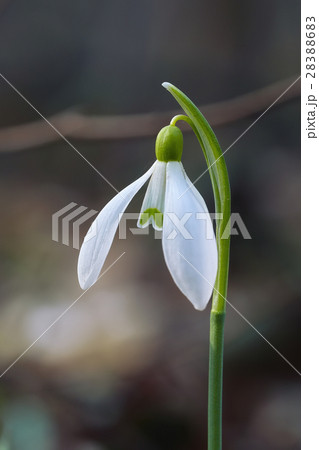 Spring snowdrop flowers blooming in sunny day Spring snowdrop flowers blooming in sunny day 28388683