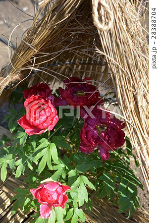 藁囲いの冬牡丹、上野東照宮　ぼたん苑 28388704