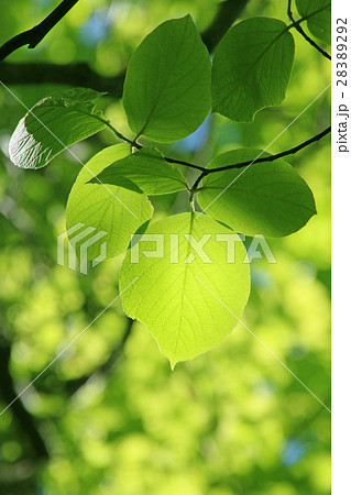 新緑（広葉樹の葉） 28389292