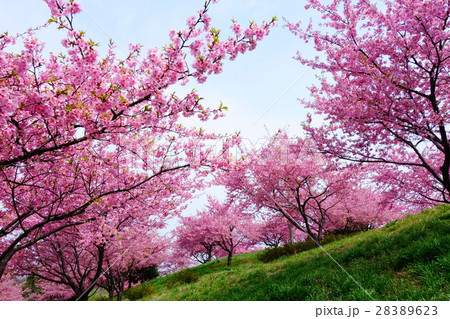 河津桜咲く頃 河津桜咲く頃 28389623