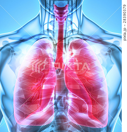 3D illustration of Lungs, medical concept. 28390379