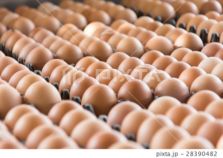 Eggs from chicken farm in the package that Eggs from chicken farm in the package that 28390482