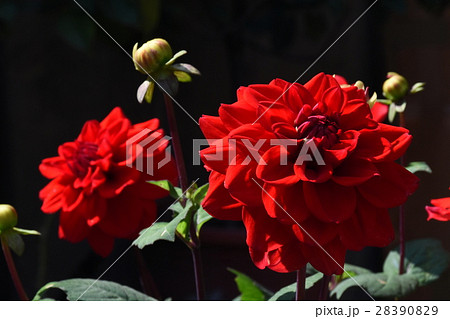 花 フラワー お花 28390829