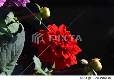 花 フラワー お花 28390830