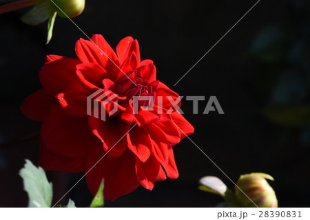 花 フラワー お花 28390831