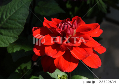 花 フラワー お花 28390834