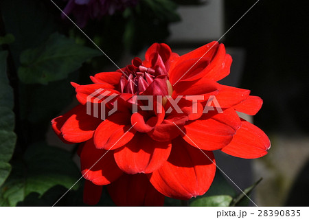 花 フラワー お花 28390835