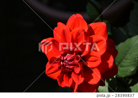 花 フラワー お花 28390837