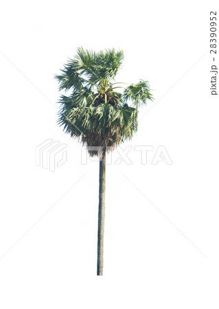 Asian Palmyra palm, Toddy palm, Sugar palm, 28390952