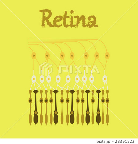 human icon in flat style structure retina human icon in flat style structure retina 28391522