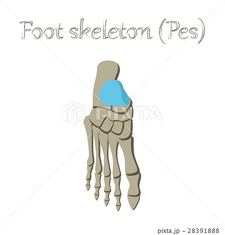 human organ icon in flat style foot skeleton 28391888