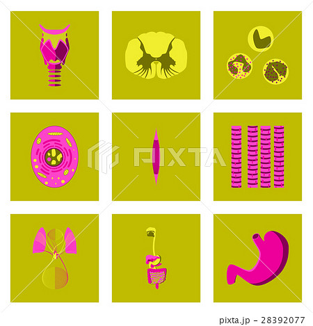 icons set in flat style human biology 28392077