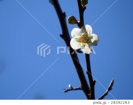うめ 春告草 ソシンロウバイ 28392263
