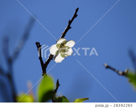 うめ 春告草 ソシンロウバイ 28392265