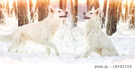 Shepherd Dog looking 28392559