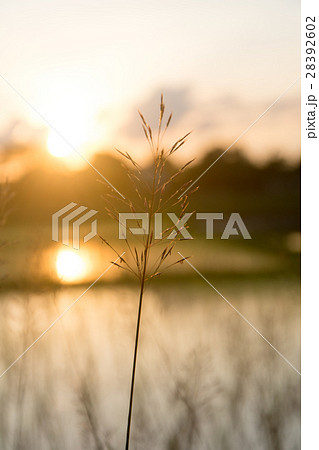 Chrysopogon aciculatus and sunset Chrysopogon aciculatus and sunset 28392602