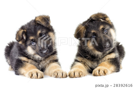 Puppy looking 28392616