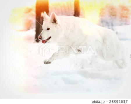 White Dog Running In The Winter Snowの写真素材