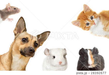 set pet peeping on a white background 28392677