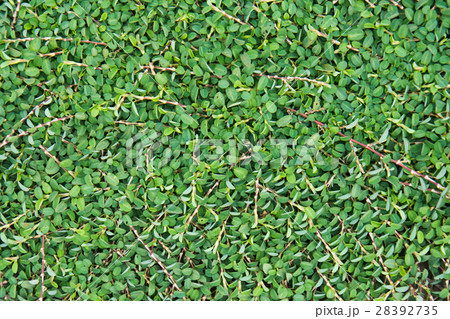 Green leaves for background 28392735